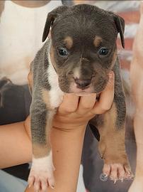 Pitbull