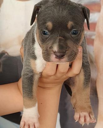 Pitbull
