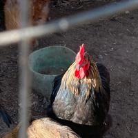 Gallo di cocincina nano