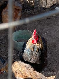 Gallo di cocincina nano