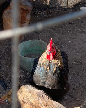 Gallo di cocincina nano