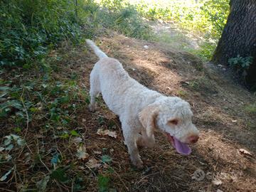 cane da tartufo 