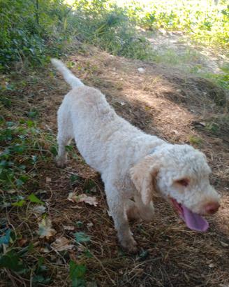 cane da tartufo 