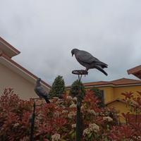 Piccioni rosati livornesi per racchetta, rullo