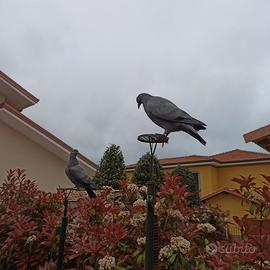 Piccioni rosati livornesi per racchetta, rullo