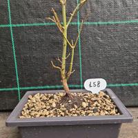 Bonsai di Acero Palmato Verde Giapponese 158