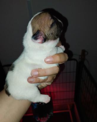 Cuccioli bulldog francese exotic