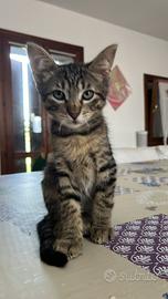 Animali