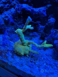 Talea corallo Montipora Forest Fire