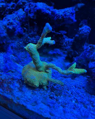 Talea corallo Montipora Forest Fire