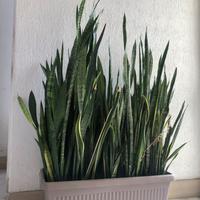 Sansevieria 