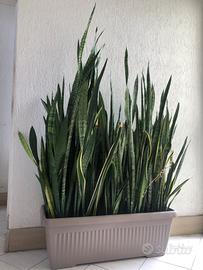 Sansevieria 