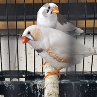 2 coppie diamanti mandarini riproduttive