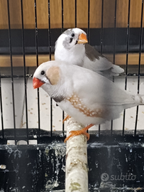 2 coppie diamanti mandarini riproduttive