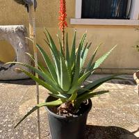 Pianta di Aloe Arborescens 5 anni 90cm