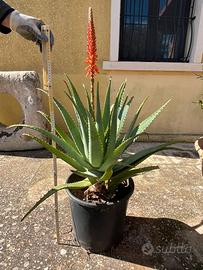 Pianta di Aloe Arborescens 5 anni 90cm