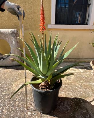 Pianta di Aloe Arborescens 5 anni 90cm