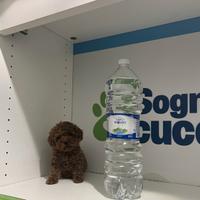 Barboncini mini mini toy red, rossi e albicocca