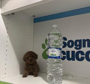 Barboncini mini mini toy red, rossi e albicocca