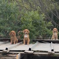 Cuccioli segugio maremmano