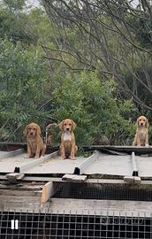 Cuccioli segugio maremmano