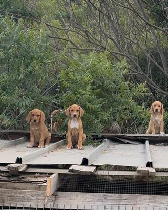 Cuccioli segugio maremmano