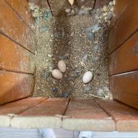 Pappagalli inseparabili coppia