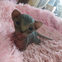Canadian Sphynx