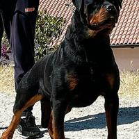 Stallone Rottweiler