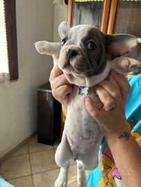 Bulldog francese