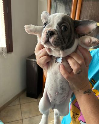Bulldog francese