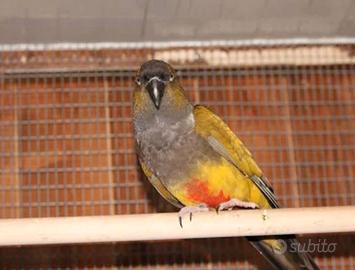 Conuro della patagonia