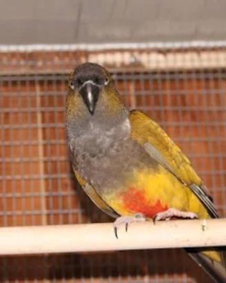 Conuro della patagonia