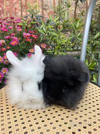 Cuccioli testa di leone