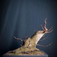Acero opalo (Acer opalus)
