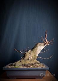 Acero opalo (Acer opalus)