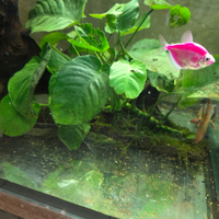 Legni con innestate piante