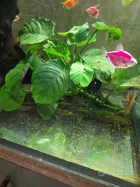 Legni con innestate piante