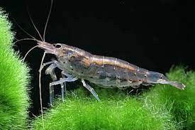 Caridine Japonica pulitori acquario