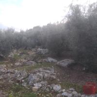 Uliveto (100 piante) a Sonnino
