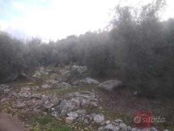 Uliveto (100 piante) a Sonnino