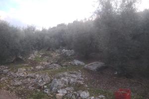 Uliveto (100 piante) a Sonnino