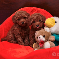 Cuccioli Barbone toy con pedigree