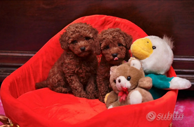 Cuccioli Barbone toy con pedigree