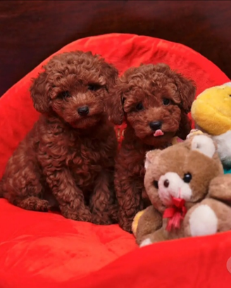 Cuccioli Barbone toy con pedigree