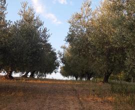 Terreno agricolo