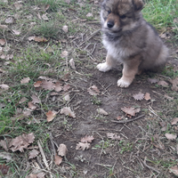 Cucciole incrocio lupo cecoslovacco