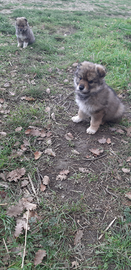 Cucciole incrocio lupo cecoslovacco