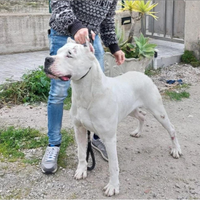 Dogo Argentino Cuccioli