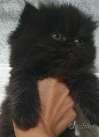Gattino persiano nero smog